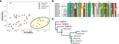 RALF peptides modulate immune response in the moss Physcomitrium patens
